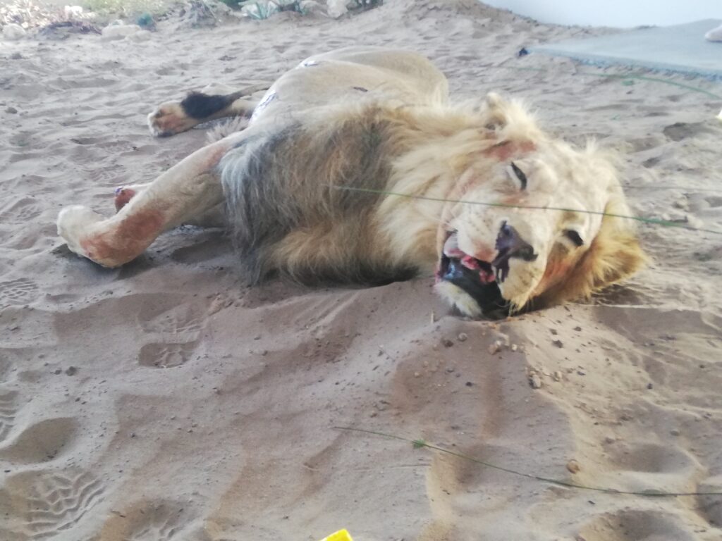 gestroopte leeuw in de Wildlife Forensic Academy
